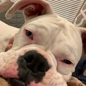 Meet your Posher, Renee